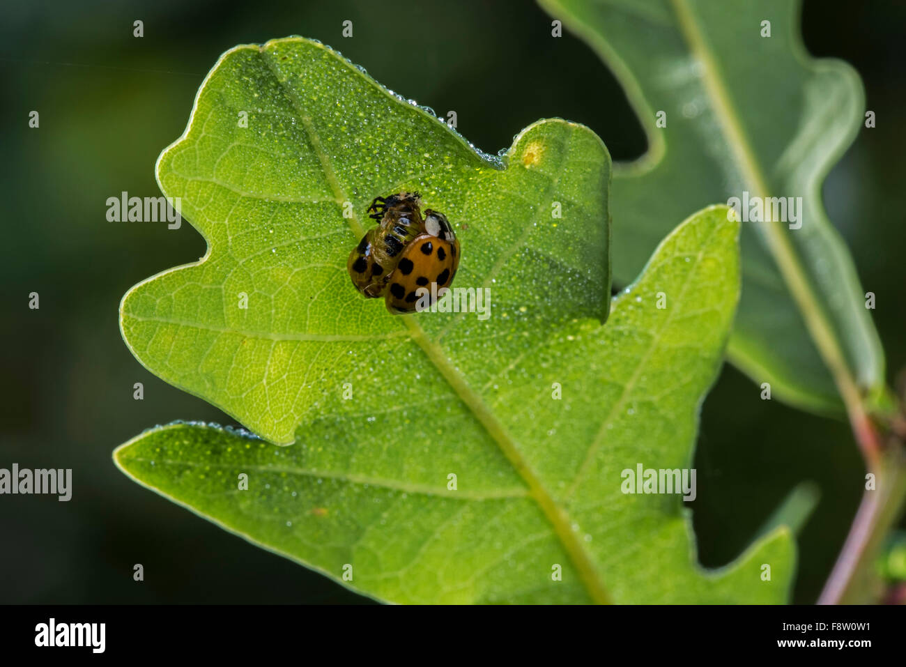 Harlekin-Marienkäfer / multicolored Asian Lady beetle (Harmonia Axyridis) frisch aus der Puppe Stockfoto