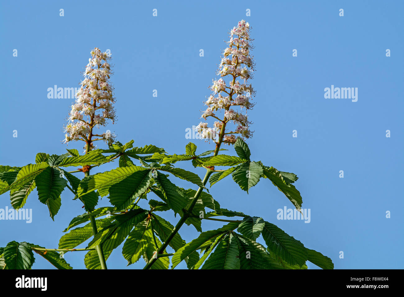 Laub und Blüten der Rosskastanie / Conker Baum (Aesculus Hippocastanum) im Frühjahr Stockfoto
