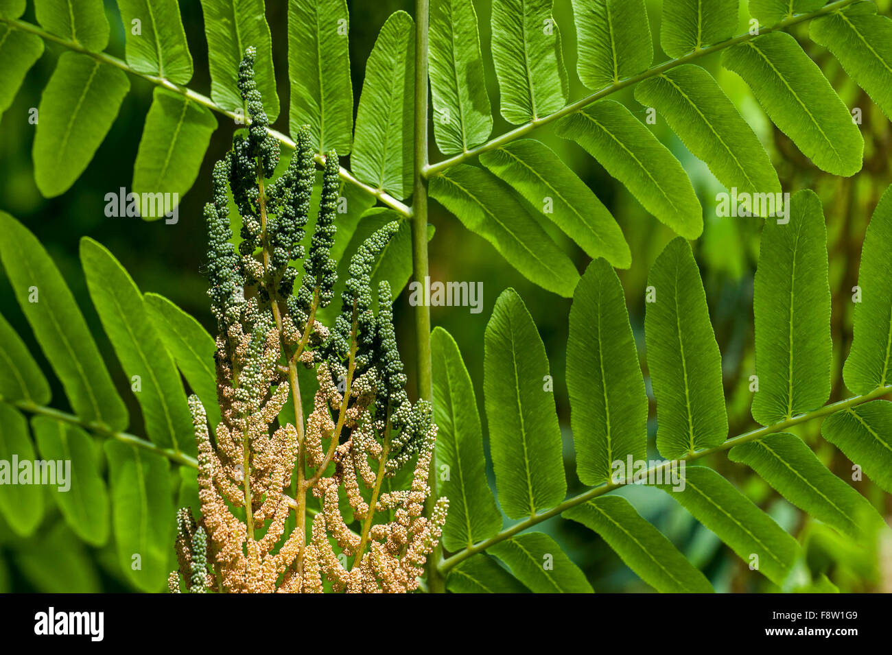 Knigsfarn / blhender Farn (Osmunda Regalis) zeigt fruchtbare und sterile  Wedel im Frhling Stockfotografie - Alamy