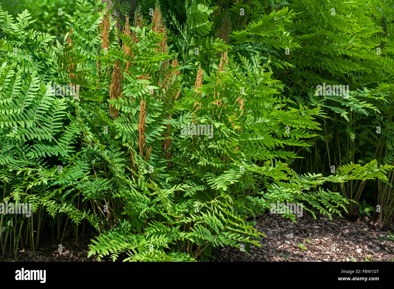 Königsfarn / blühender Farn (Osmunda Regalis) zeigt fruchtbare und