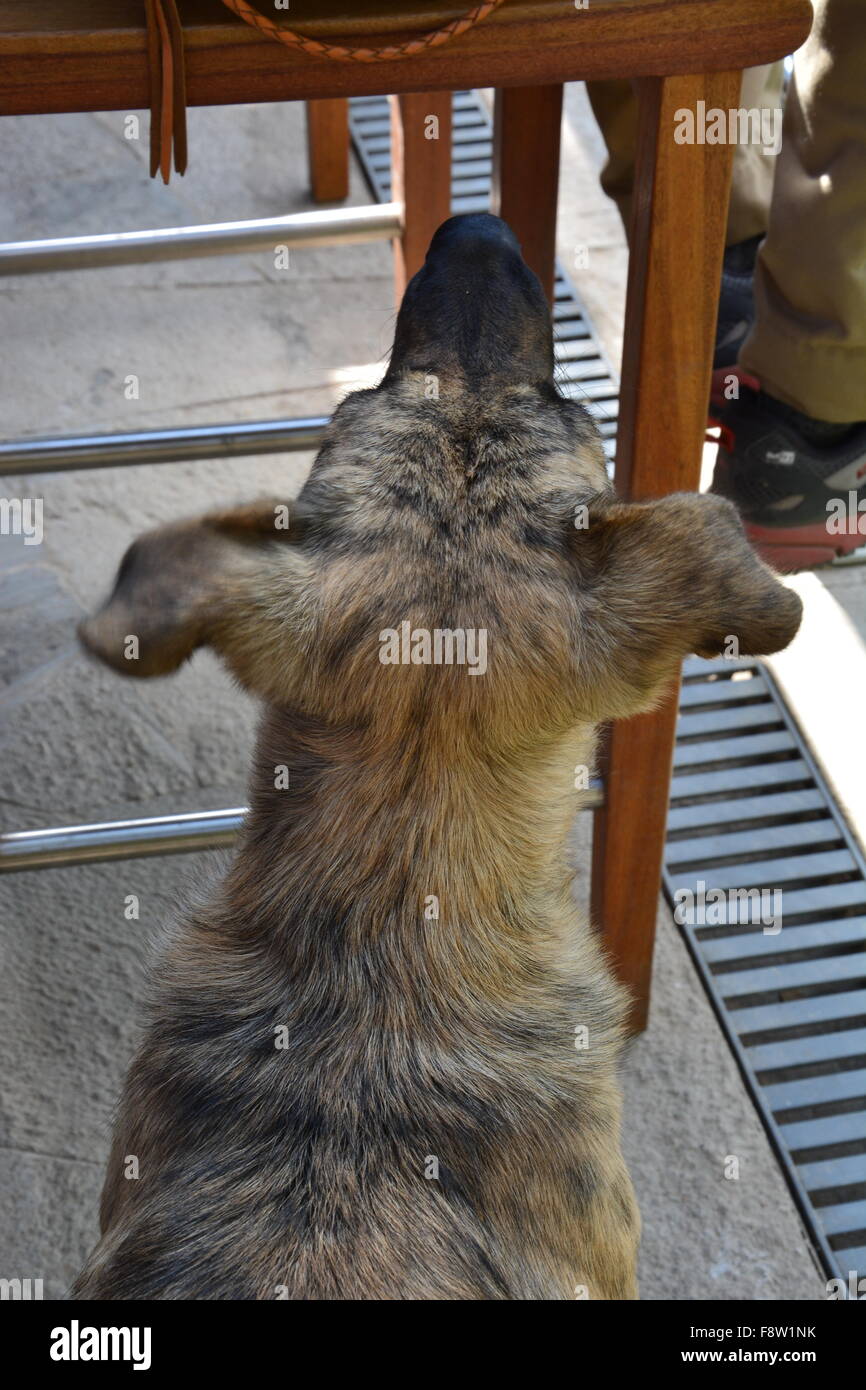 Ein Hund bettelt um Essen in einem Restaurant im Freien in Machu Picchu, Peru. Stockfoto