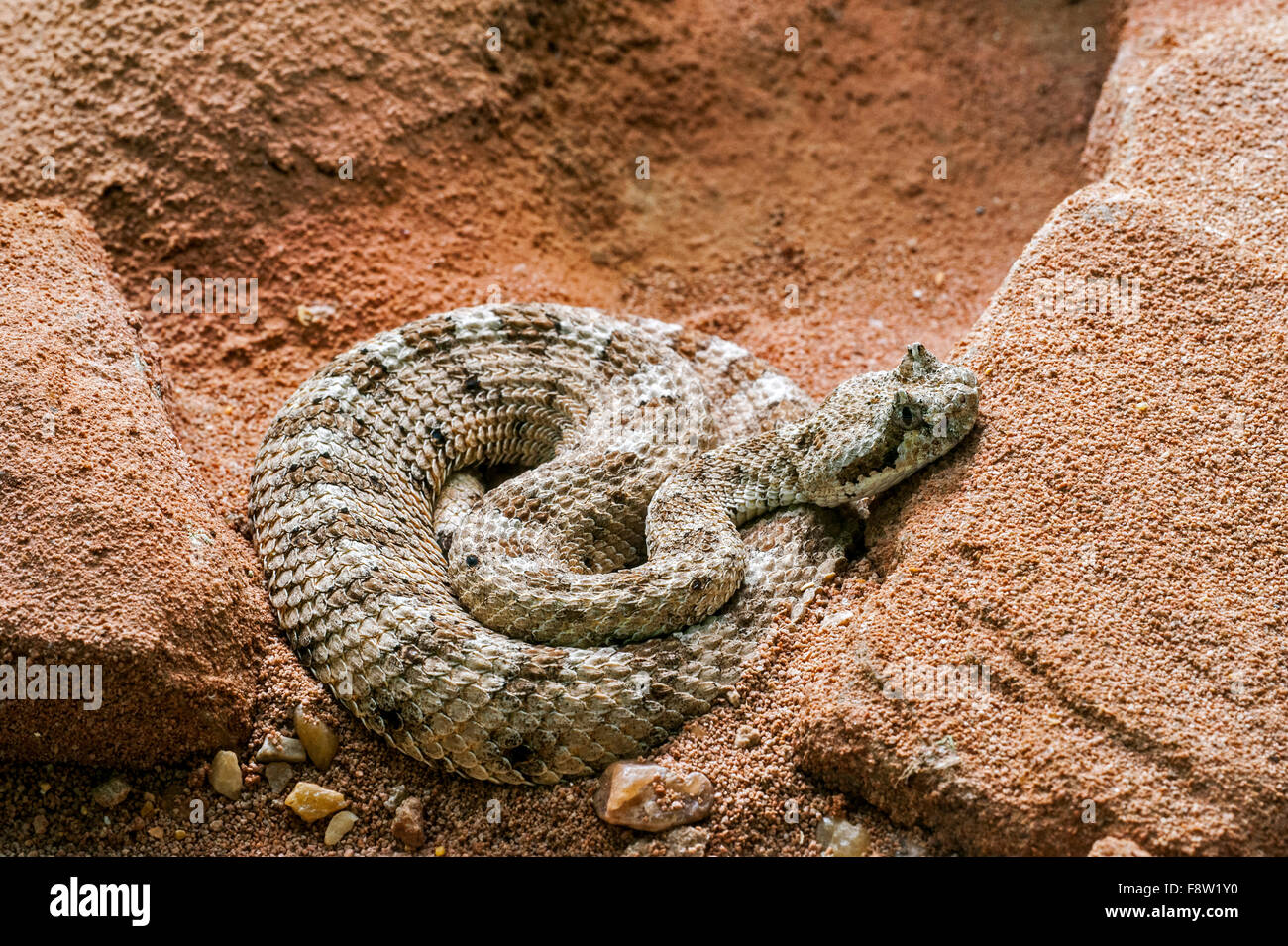 Sidewinder / gehörnte Klapperschlange / Sidewinder Klapperschlange (Crotalus Cerastes) liegen auf der Lauer, heimisch in Südwesten der USA Stockfoto