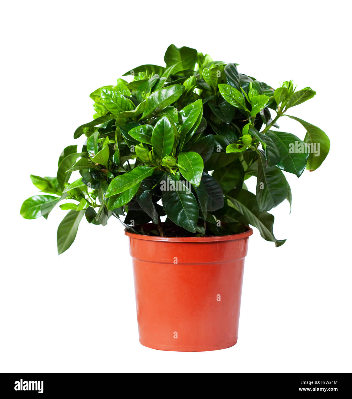 Gardenia Jasminoides - Gesunde Zierpflanze Im 9cm Topf, Duftende  Zimmerpflanze 15-25cm