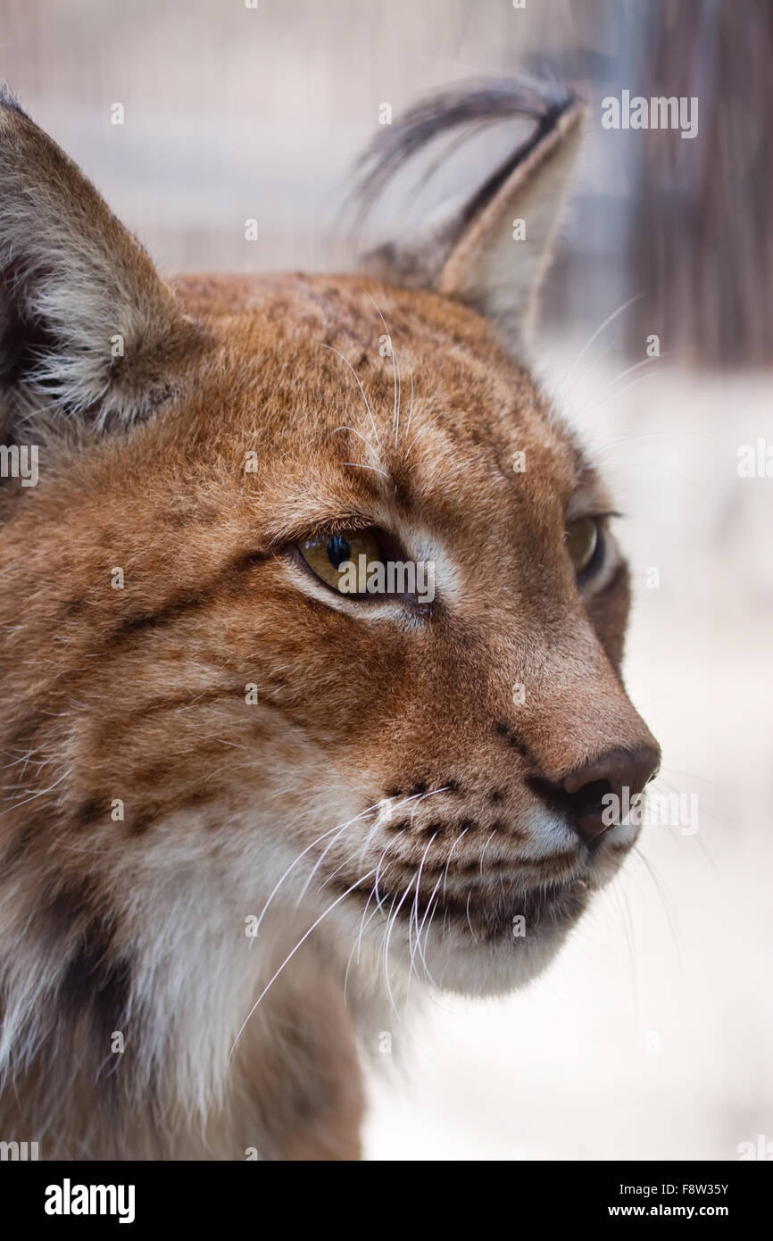 Closeup Aufnahme von Lynx Kopf Stockfoto