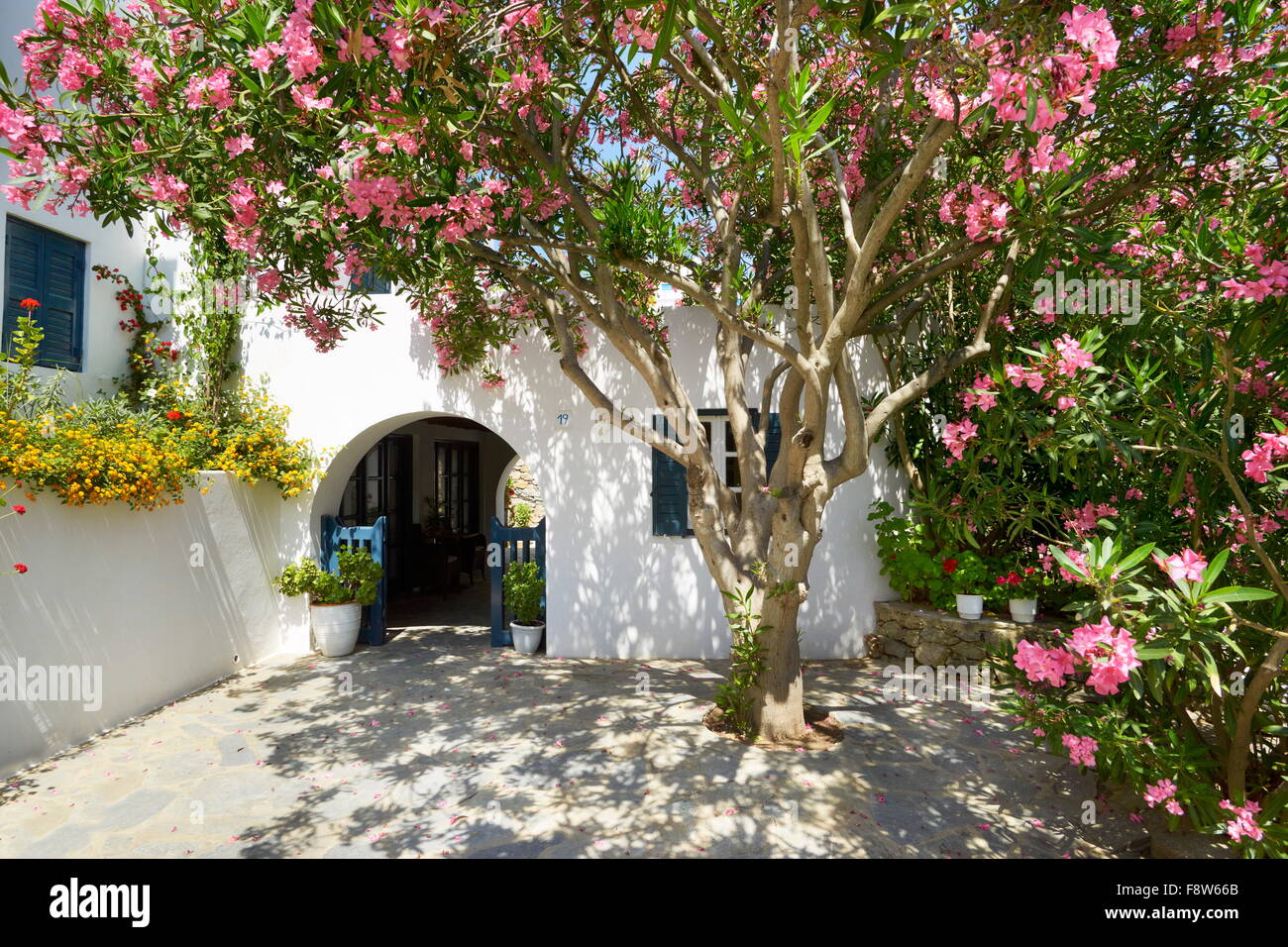 Blühende Blumen in Mykonos-Stadt, Chora - Insel Mykonos, Griechenland Stockfoto