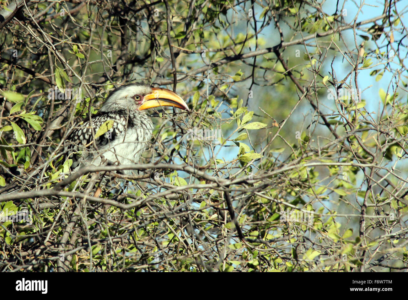 Southern Yellow-billed Hornbill (Tockus Leucomelas) im Busch versteckt. Khwai River, Botswana Stockfoto