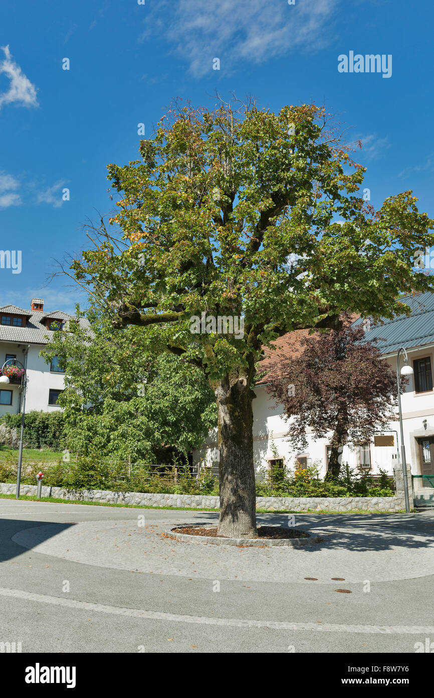 Städtischen Kreuzung mit dem Baum in der Mitte. Bled, Slowenien. Stockfoto