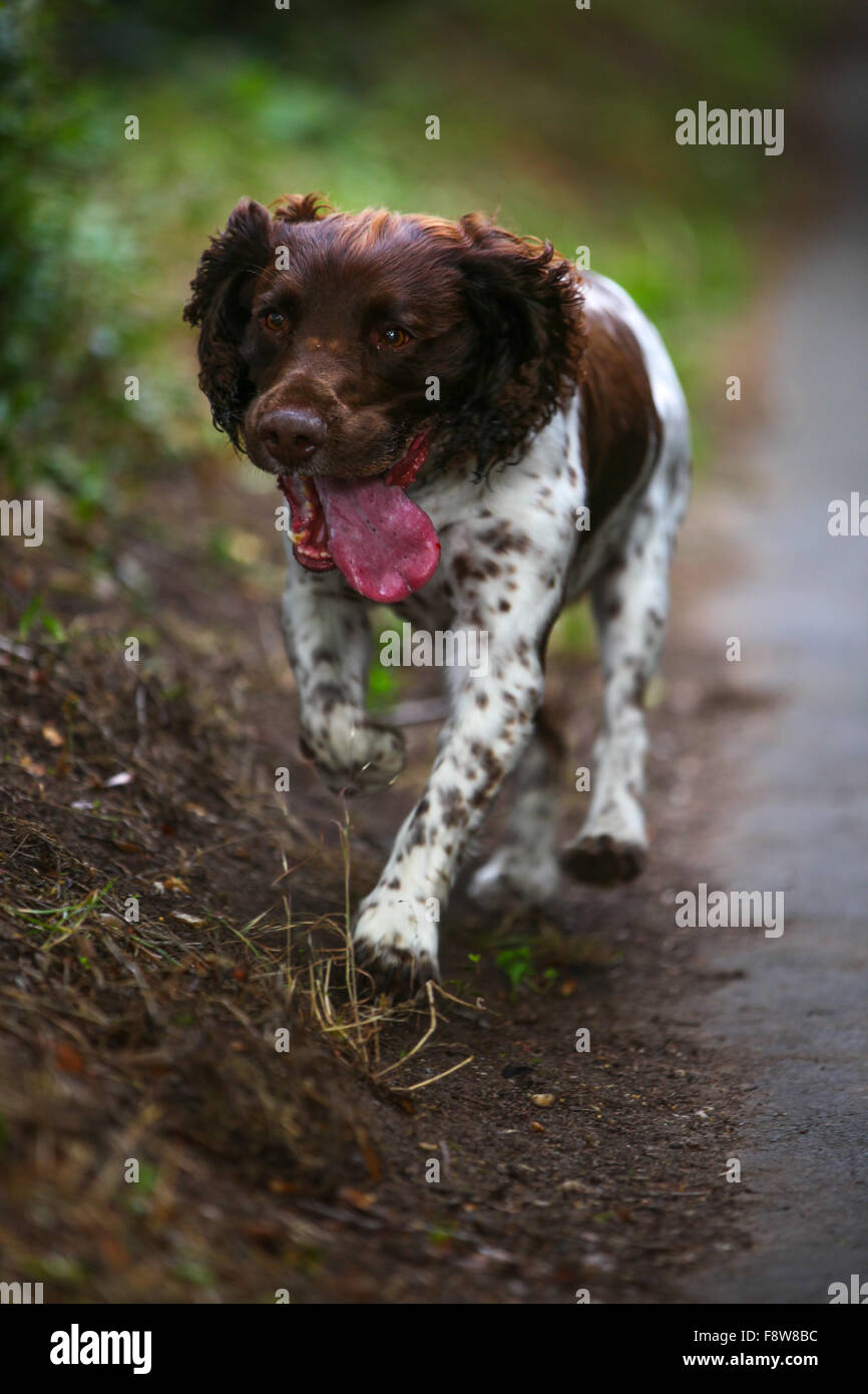 Englisch Springer Spaniel, braun und Leber, braun und weiß, Hund, Gun Dog, energisch, aktiv, hart, Feldarbeit, wachsam eifrig, gut aussehend, Haustier Stockfoto