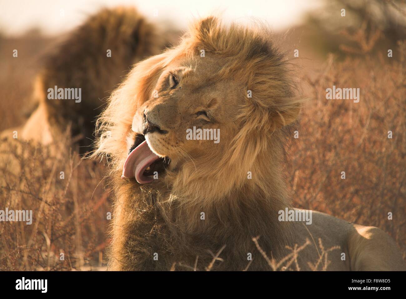 Porträt eines Löwen Stockfoto