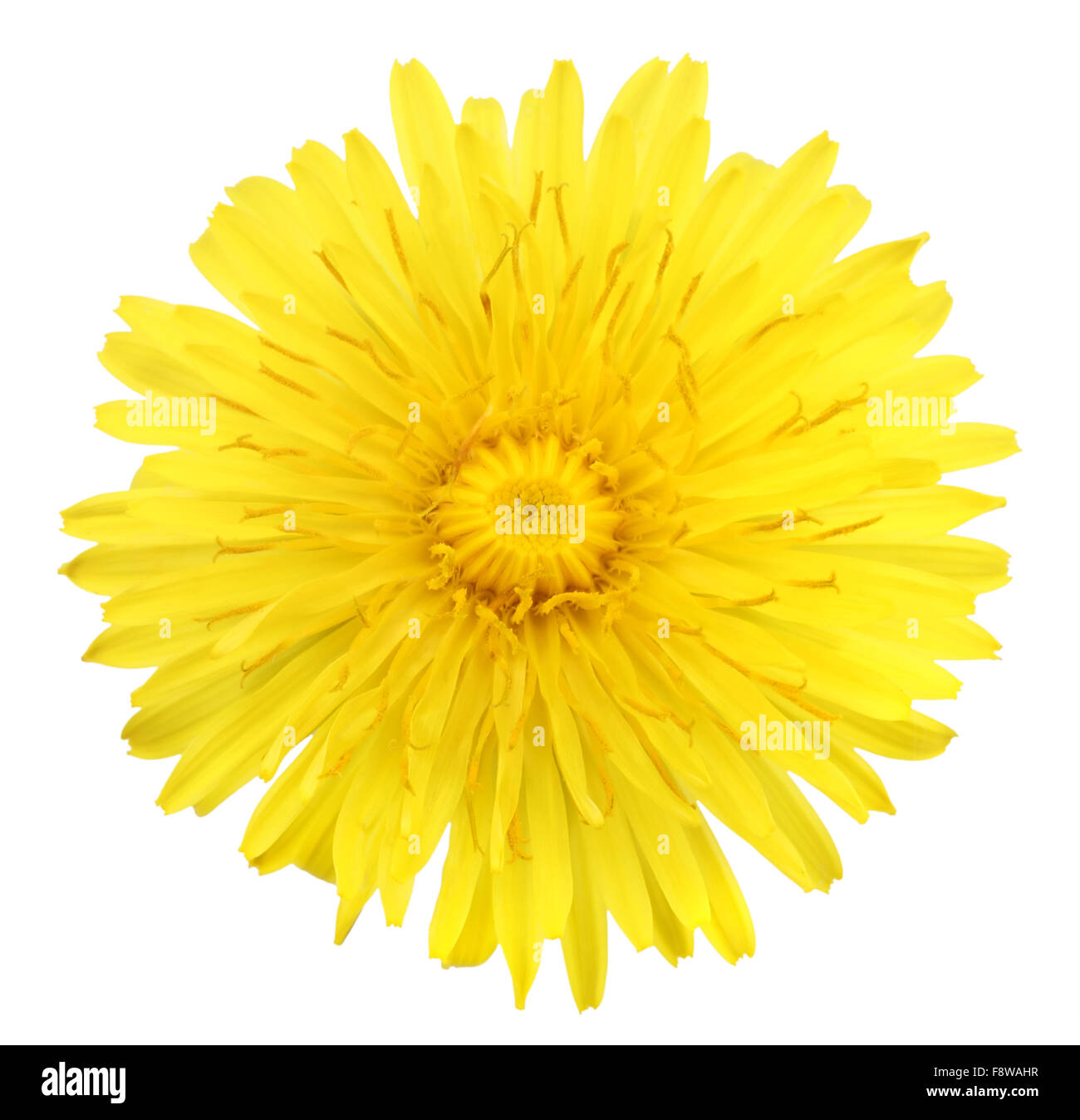 Eine gelbe Blüte des Löwenzahns Stockfoto