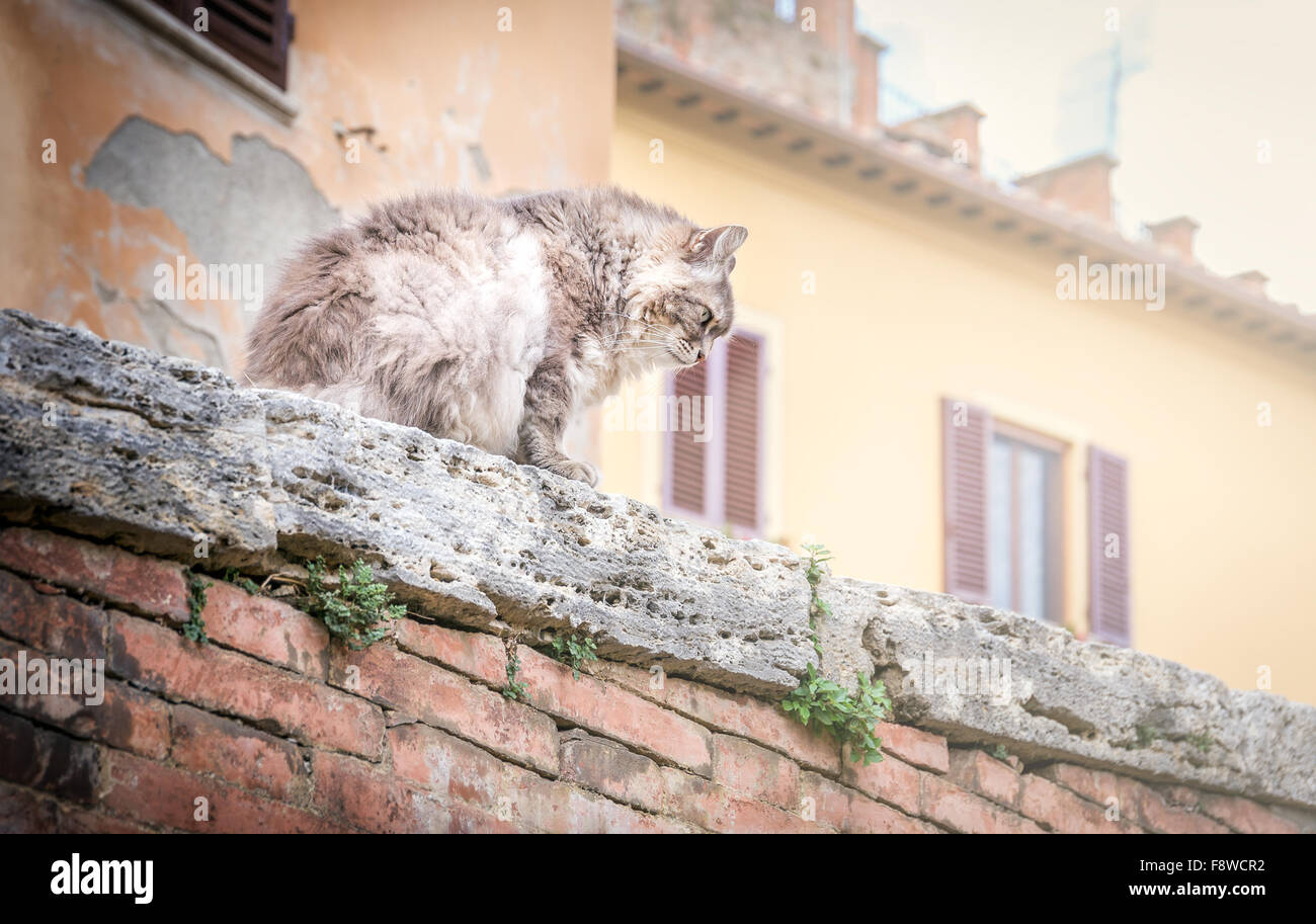 Süße Langhaar-Hauskatze an einer Wand Stockfoto