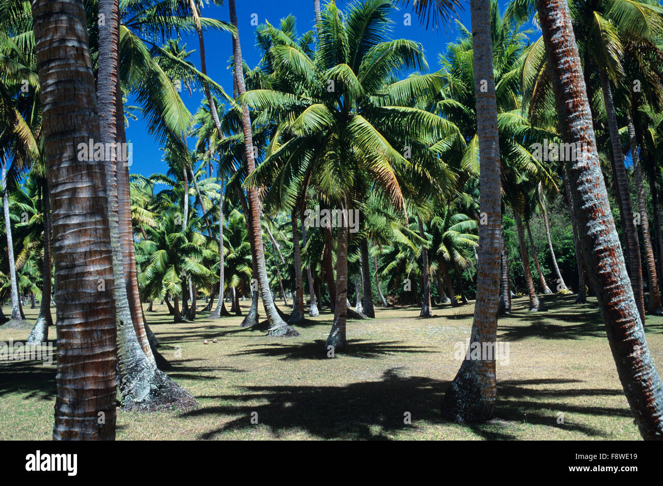 Fidschi-Inseln, Wakaya Island, Wakaya Club, par 3 Golfplatz in alte Kopra-Plantagen Stockfoto