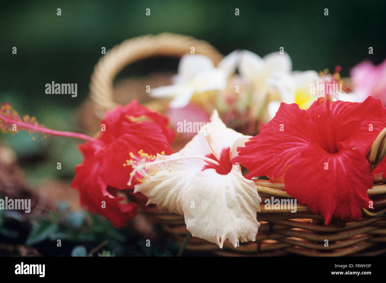Fidschi-Inseln, Botanischer, Hibiskusblüte, Nahaufnahme von frisch gepflückten Hibiskus in Korb. Stockfoto