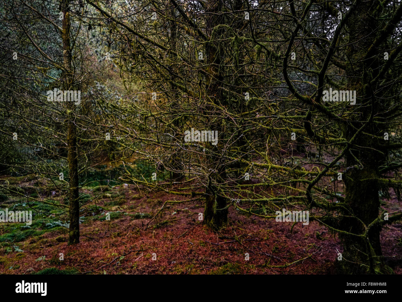 Eng wachsende dichten Wald in den Brecon Beacons, Wales Stockfoto