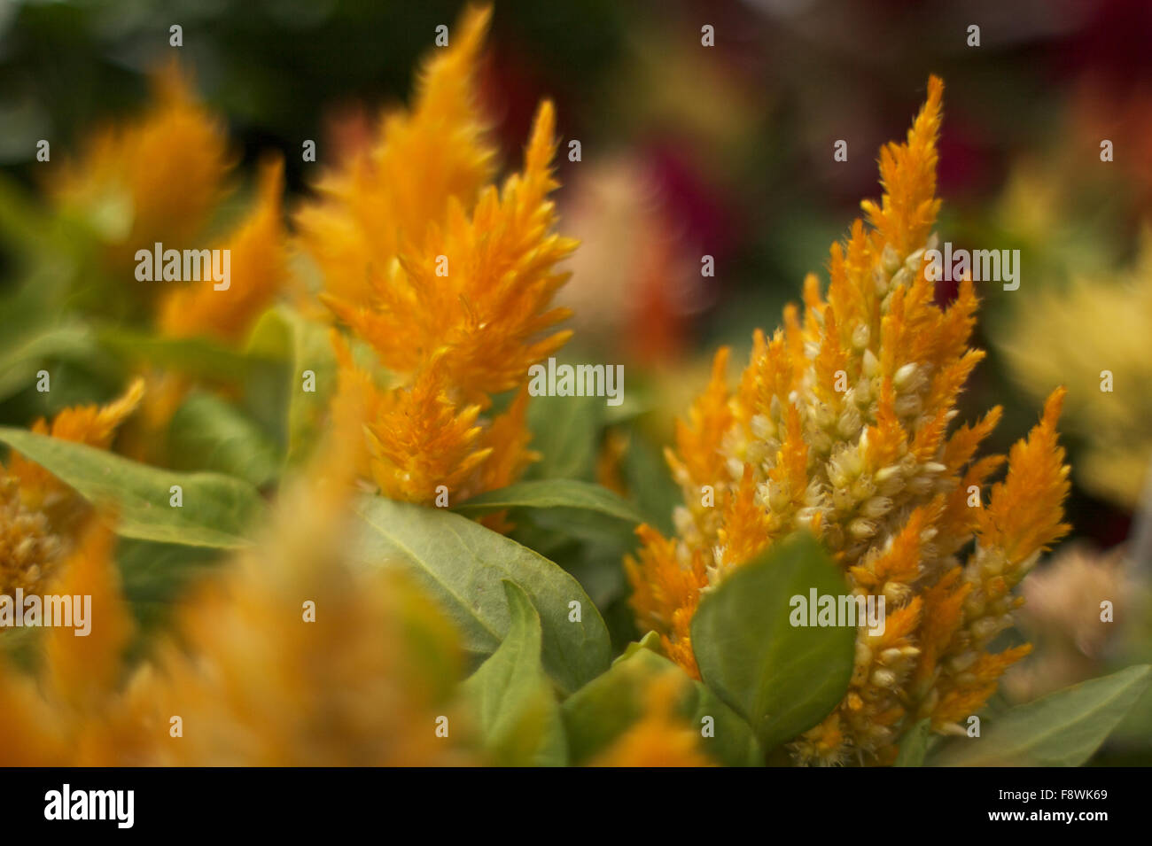 Goldenen Farn wie Blumen Stockfoto