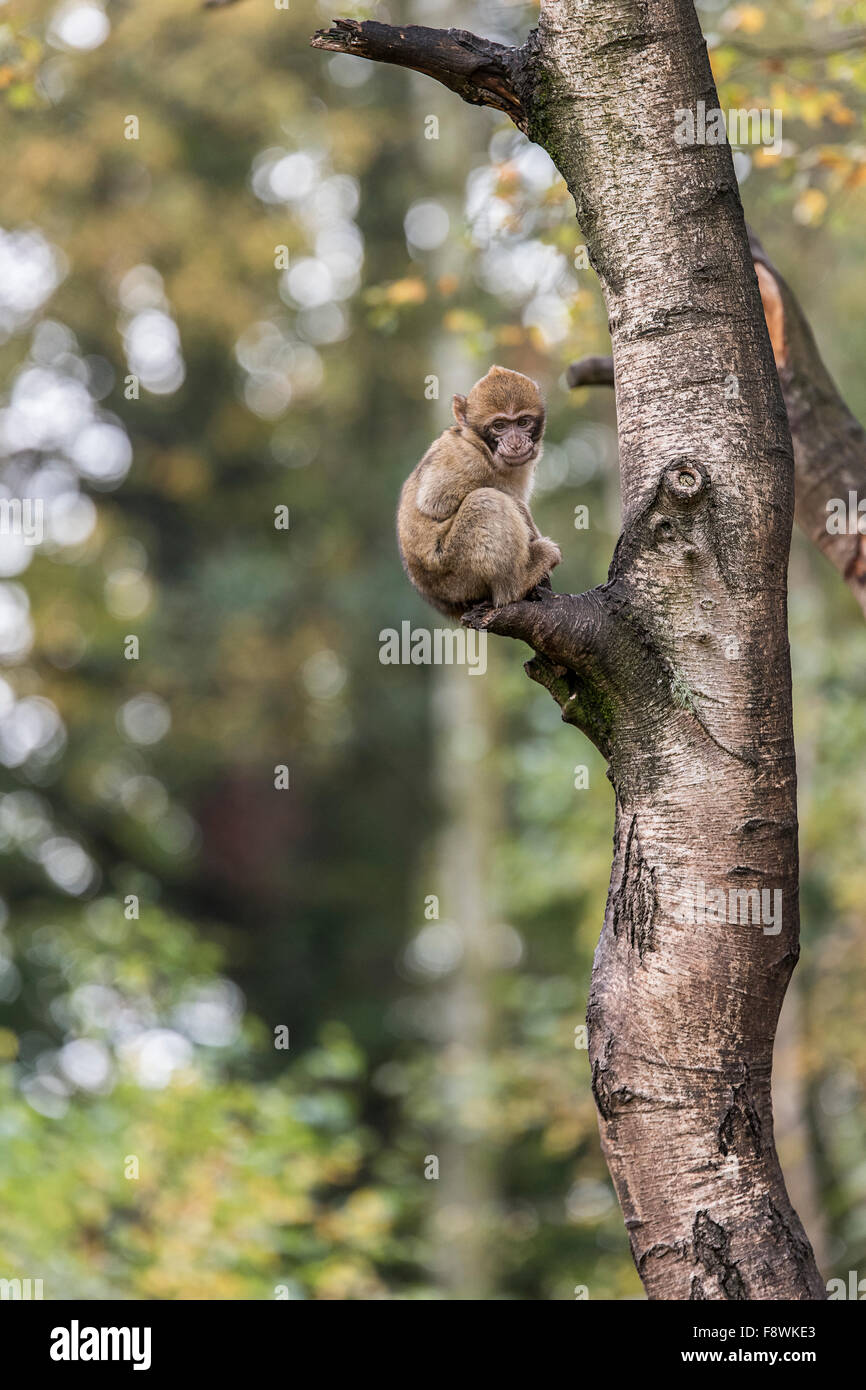 Baby Berberaffe in einem Baum Stockfoto
