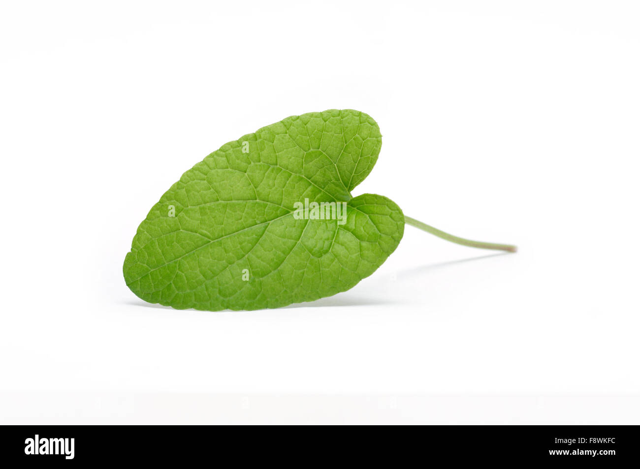 Grünes Blatt Stockfoto