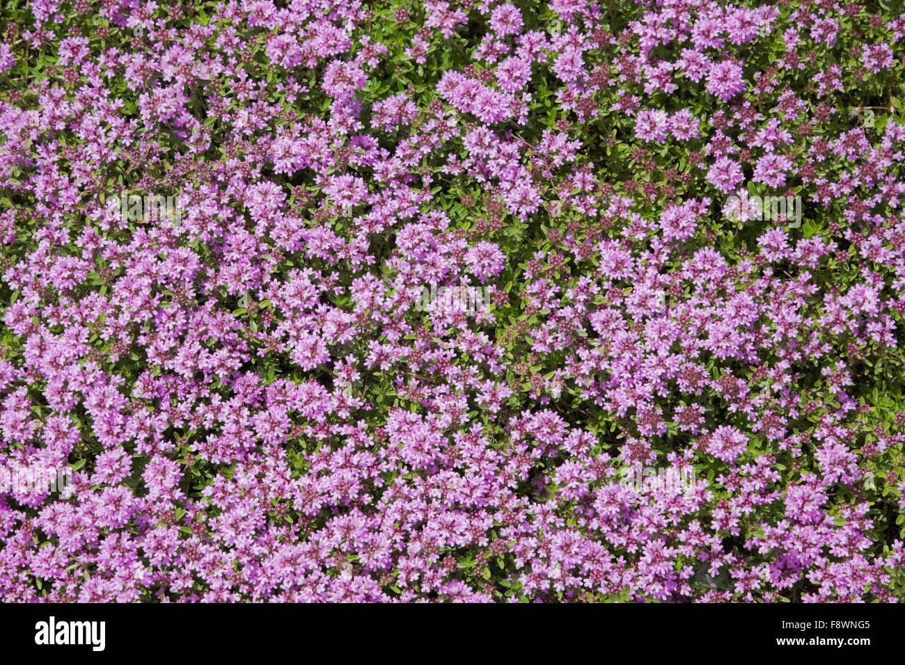 Indigen (Hylotelephium Anacampseros), violette Blüten, Alpengarten, Montreal Botanischer Garten, Quebec, Kanada Stockfoto