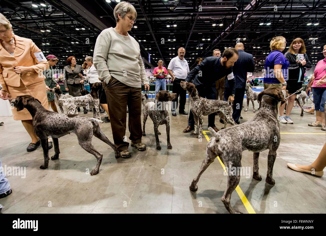 Orlando, Florida, USA. 11. Dezember 2015. Deutsch Kurzhaar-Pointer und ihre Handler warten, um den Wettbewerb Ring AKC/Eukenuba Championships 2015 zu betreten. Mit mehr als 6.100 Einträgen handelt es sich um die größte Hundeausstellung in den Vereinigten Staaten in den letzten 20 Jahren statt. Bildnachweis: Brian Cahn/ZUMA Draht/Alamy Live-Nachrichten Stockfoto