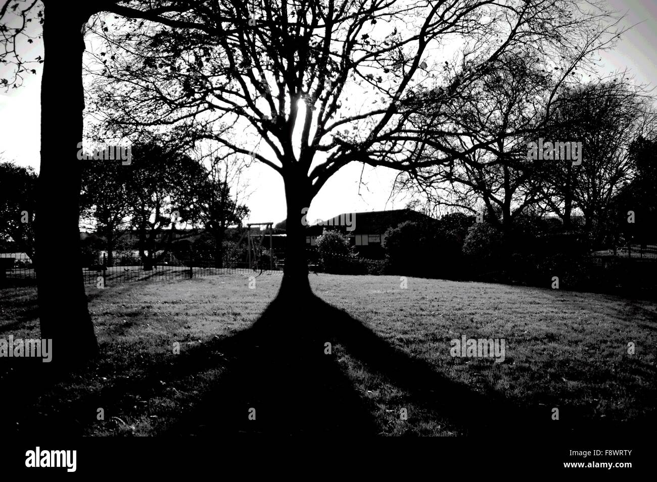 Schwarz / weiß Bild eines Baumes im fürstlichen Park, Eastbourne Stockfoto