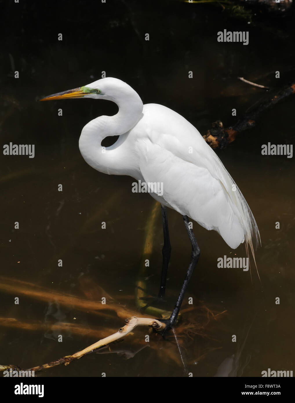 Tropischer Vogel in einem Park in Florida Stockfoto