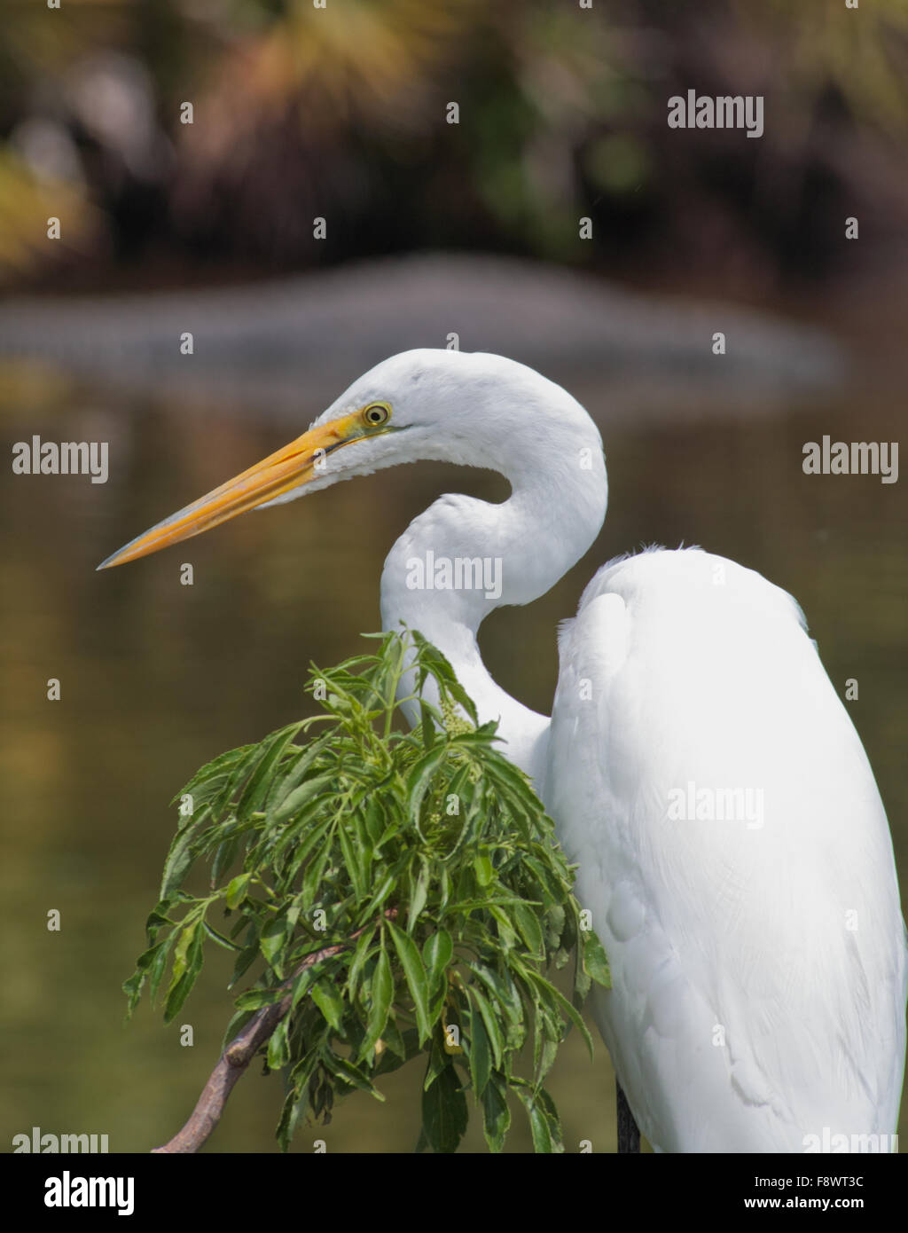 Tropischer Vogel in einem Park in Florida Stockfoto