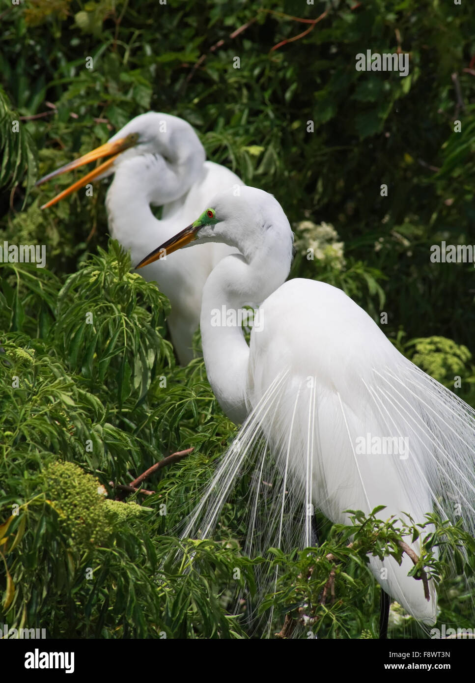 Tropischer Vogel in einem Park in Florida Stockfoto