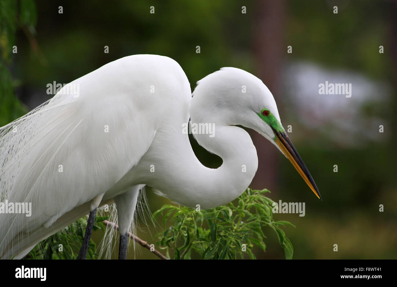 Tropischer Vogel in einem Park in Florida Stockfoto