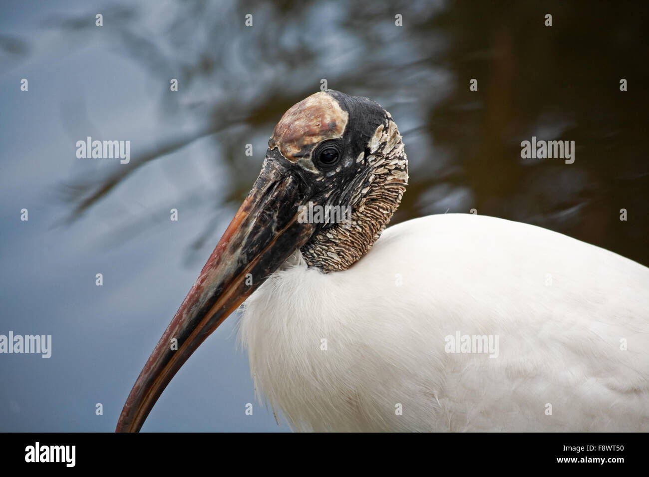 Tropischer Vogel in einem Park in Florida Stockfoto
