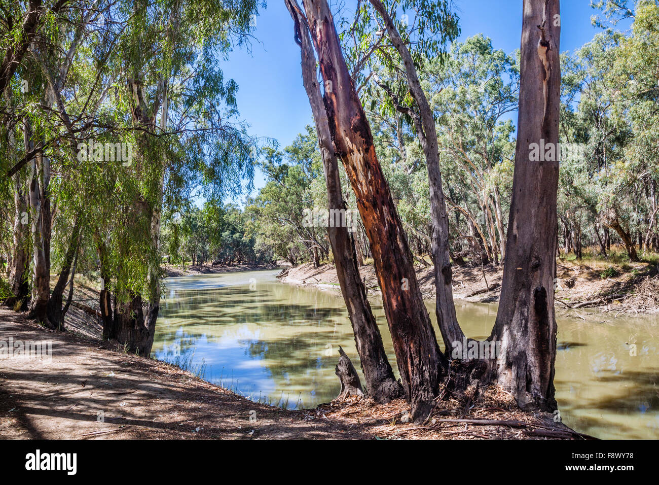 Australien, New South Wales, Riverina, River Red Zahnfleisch an den Ufern des Murrumbidgee River bei Balranald Stockfoto