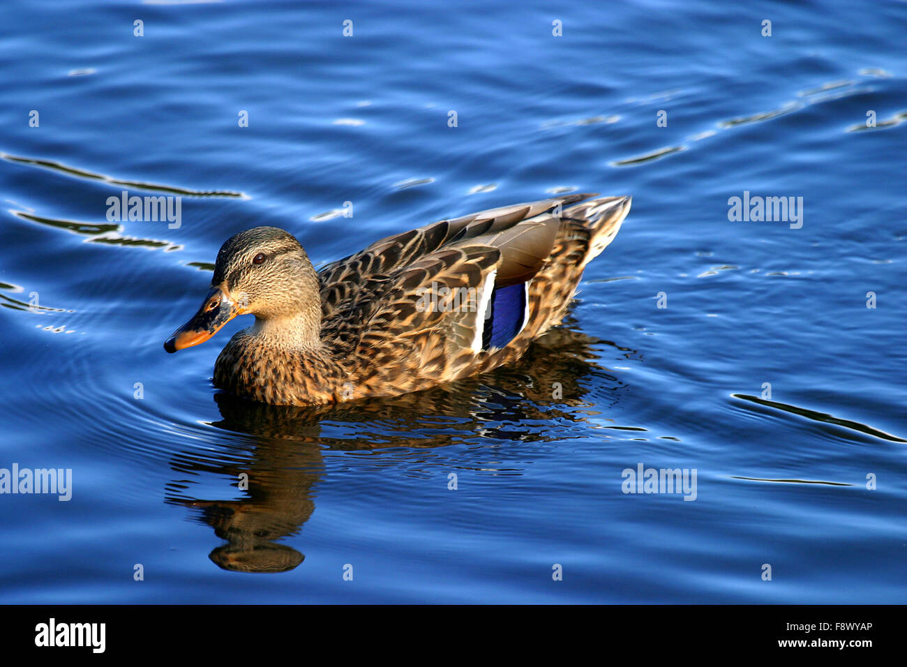 Weibliche Stockente auf blauem Wasser Stockfoto