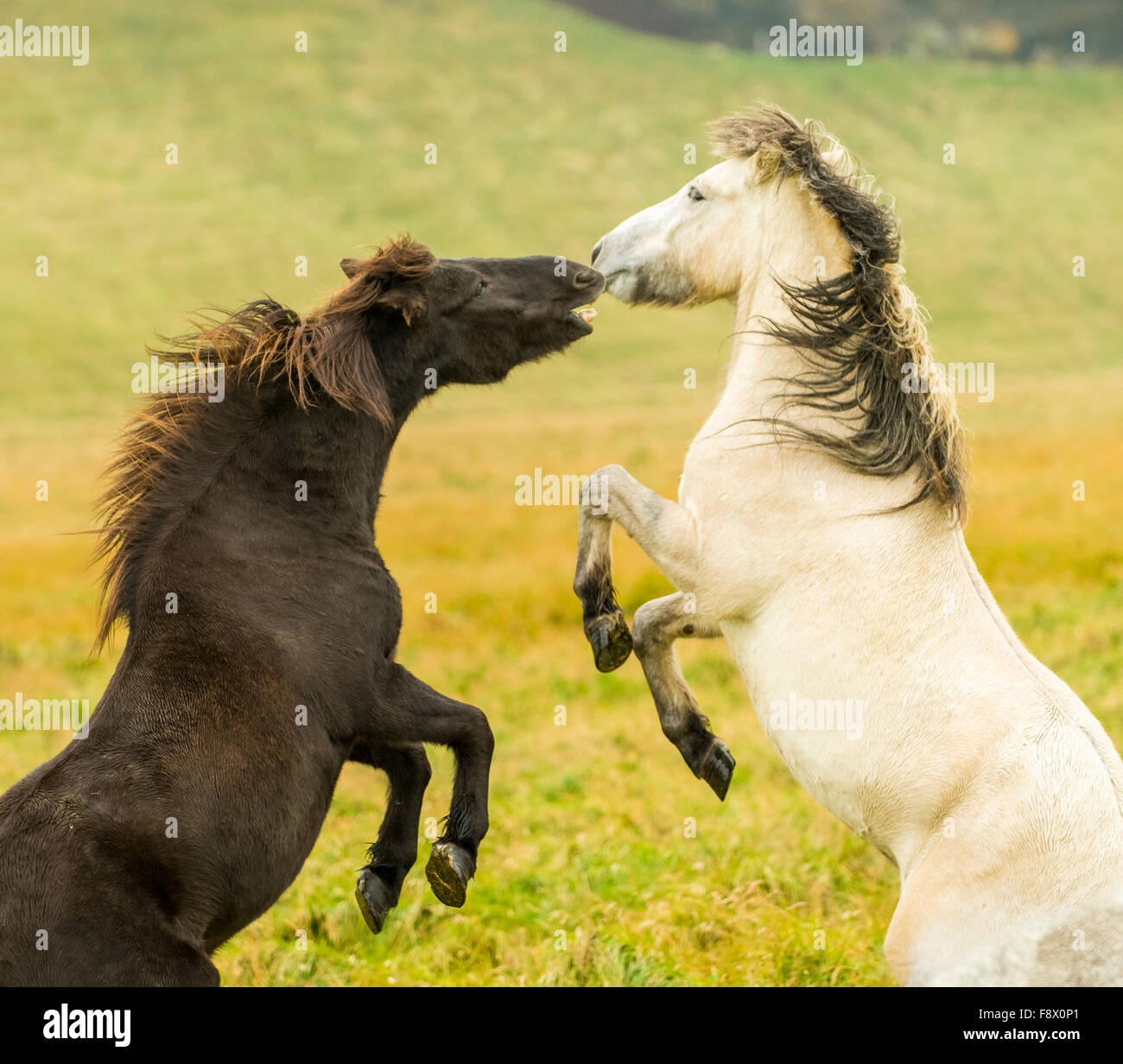 Außerhalb des Vik. Zwei Pferde zusammen zu spielen. Stockfoto