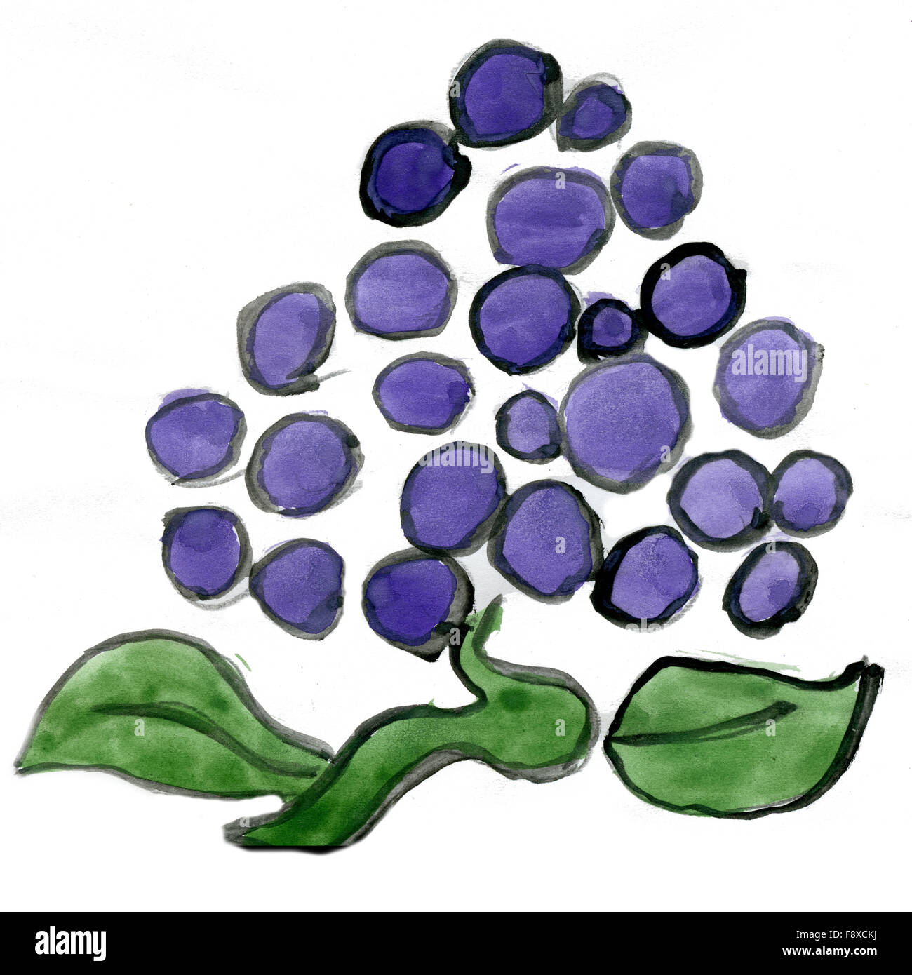 Trauben, die isoliert auf weißem Hintergrund Stockfoto