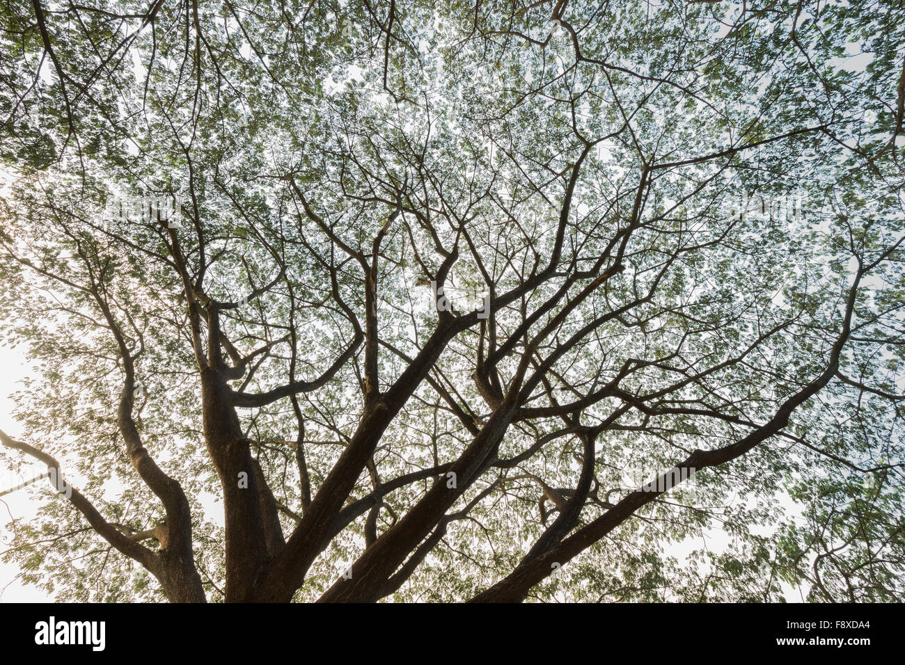 die Niederlassung von Unternehmen Saman, große Regen Baum Stockfoto