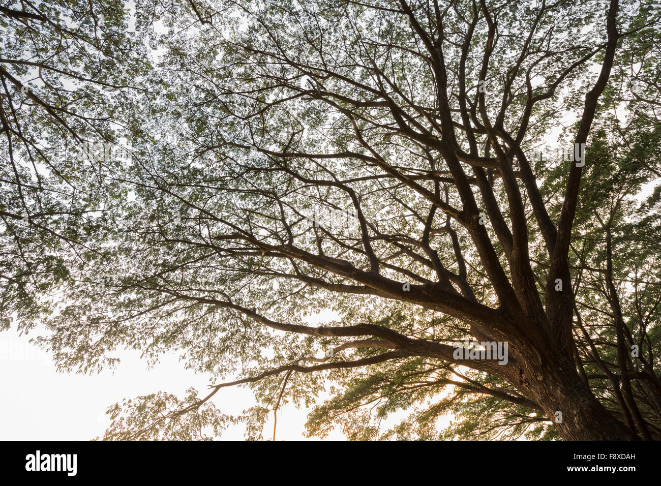 Zweig der Unternehmen Saman, große Regen Baum mit Sonnenlicht Stockfoto