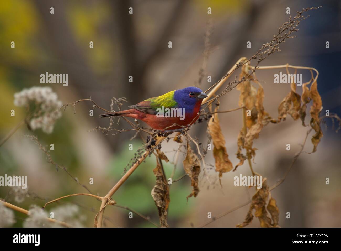 Painted Bunting in Prospect Park Brooklyn Dezember 2016 Stockfoto