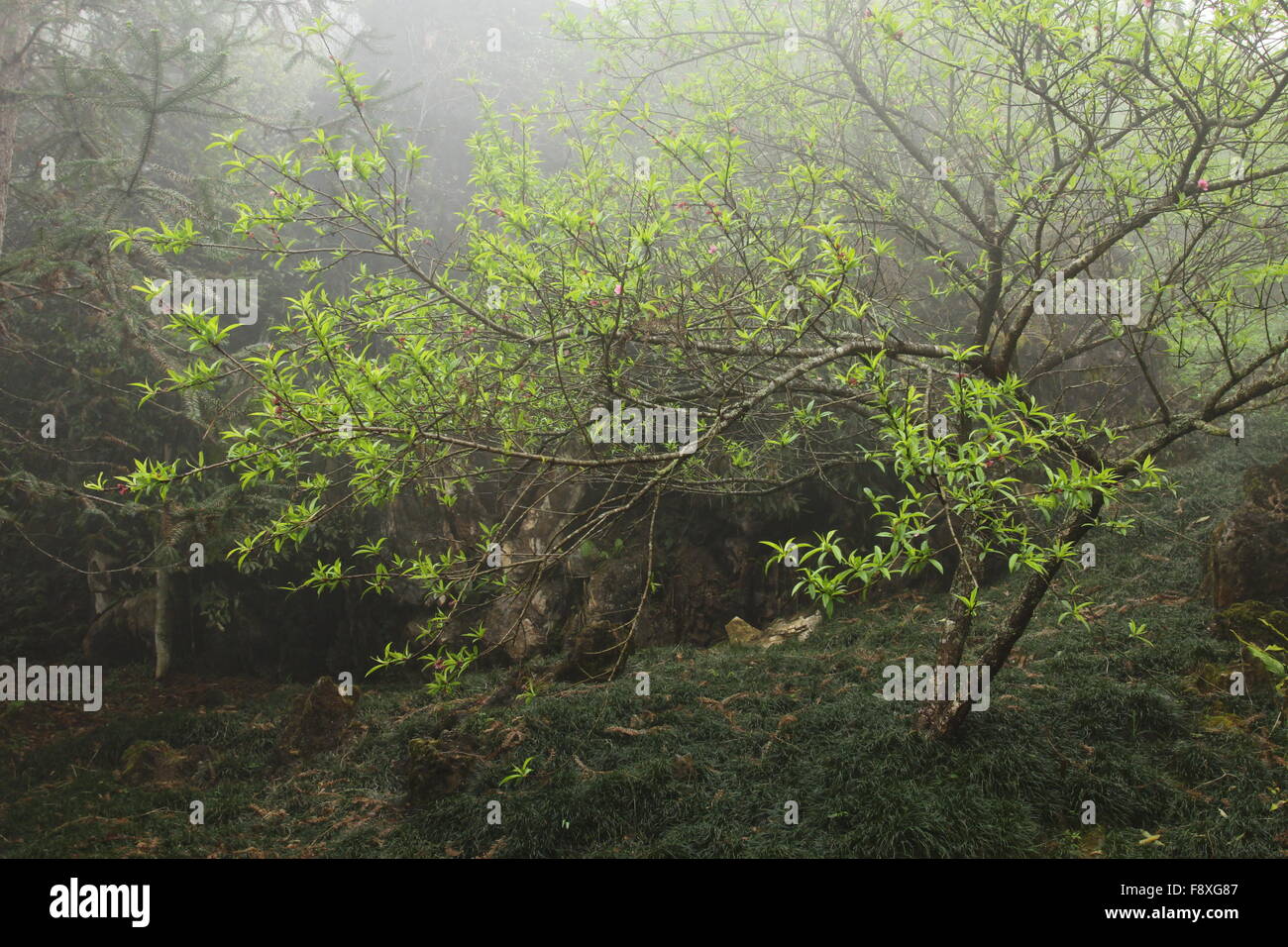 weiche Wald Hintergrund, nördliche in Viet Nam Stockfoto