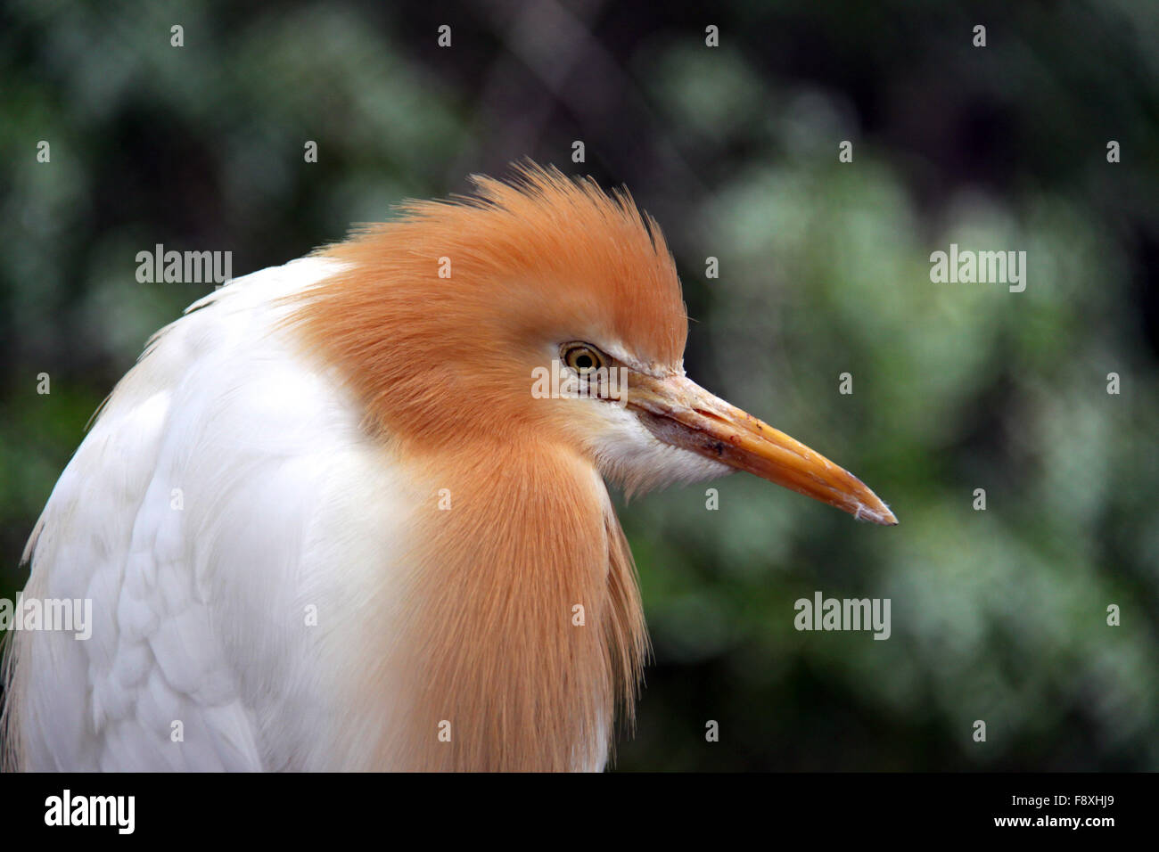 Östlichen Kuhreiher in Zucht Saison Gefieder - Ardea Ibis cor Stockfoto