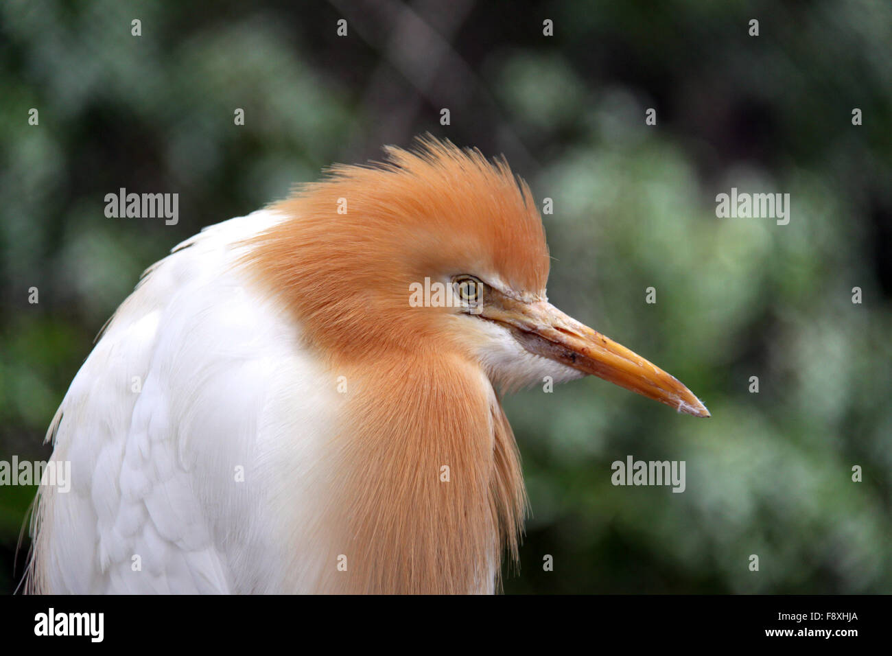Östlichen Kuhreiher in Zucht Saison Gefieder - Ardea Ibis cor Stockfoto