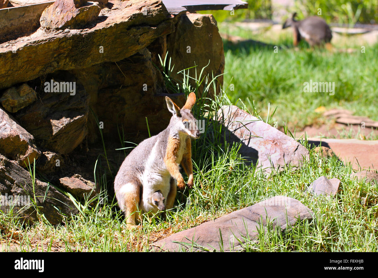 Gelb-Footed Rock-Wallaby mit Joey - Petrogale xanthopus Stockfoto