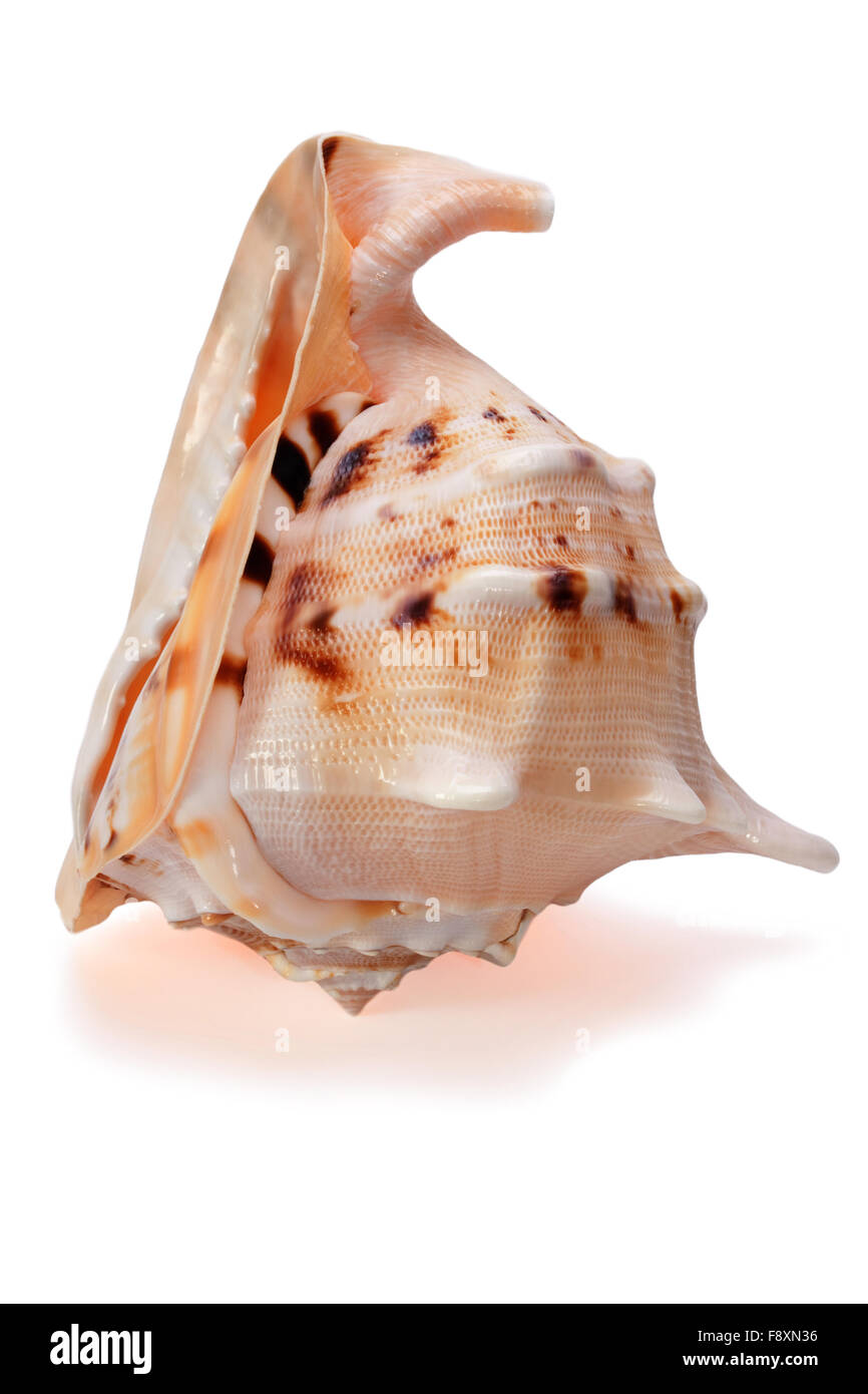 Cassis Cornuta Seashell isoliert 2 Stockfoto