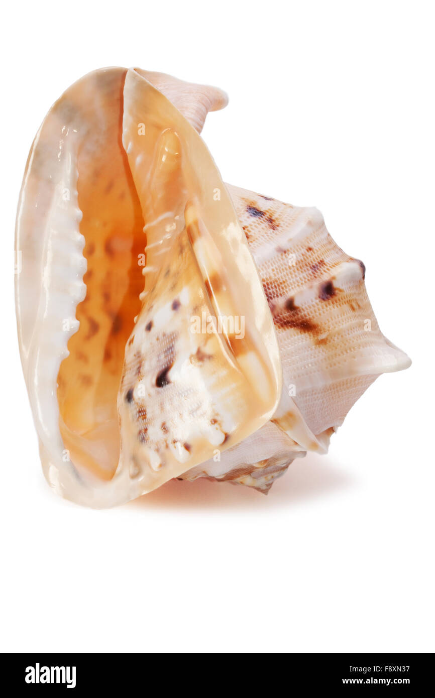 Cassis Cornuta Seashell isoliert 3 Stockfoto