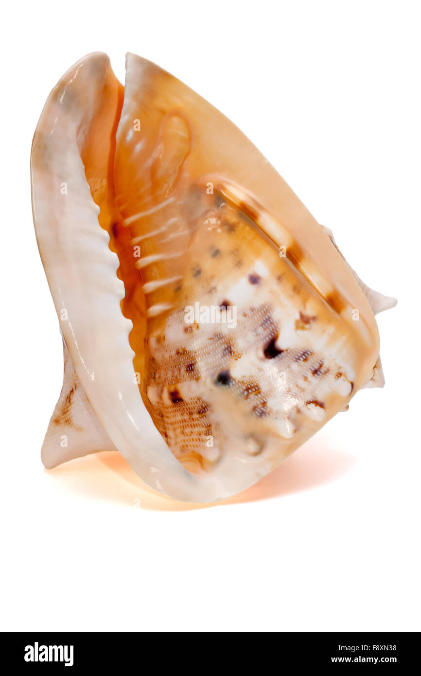 Cassis Cornuta Seashell isoliert 1 Stockfoto
