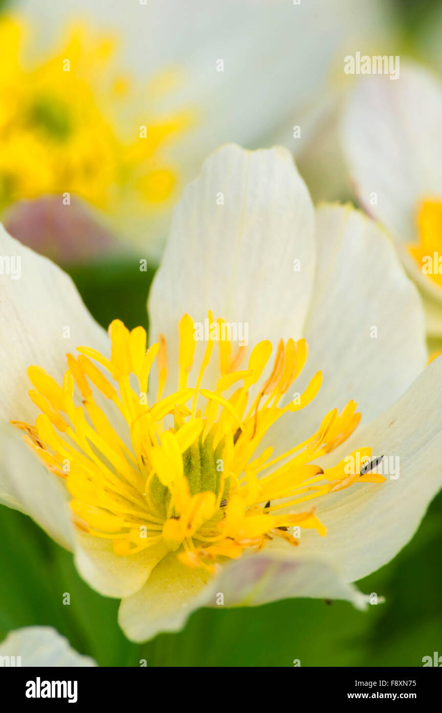Marsh Marigold entlang Cliff Lake Trail, Lolo National Forest in Montana Stockfoto
