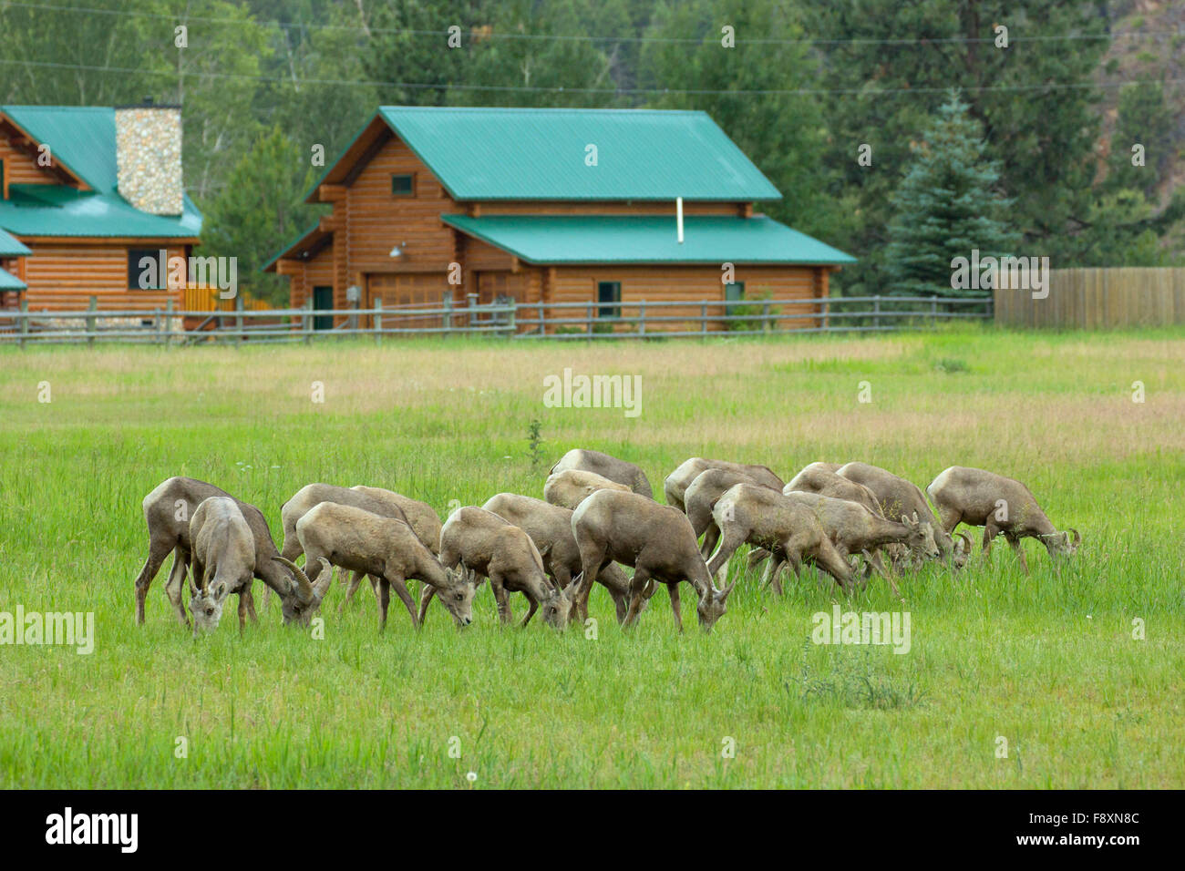 Bighorn Schafe in der Nähe von Rock Creek, Lolo National Forest in Montana Stockfoto