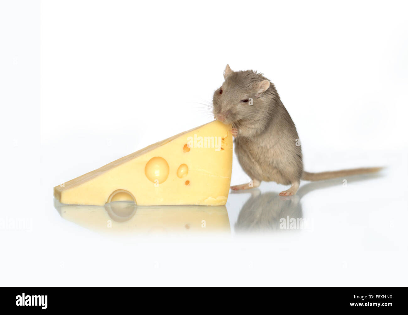 Maus und Käse Stockfoto
