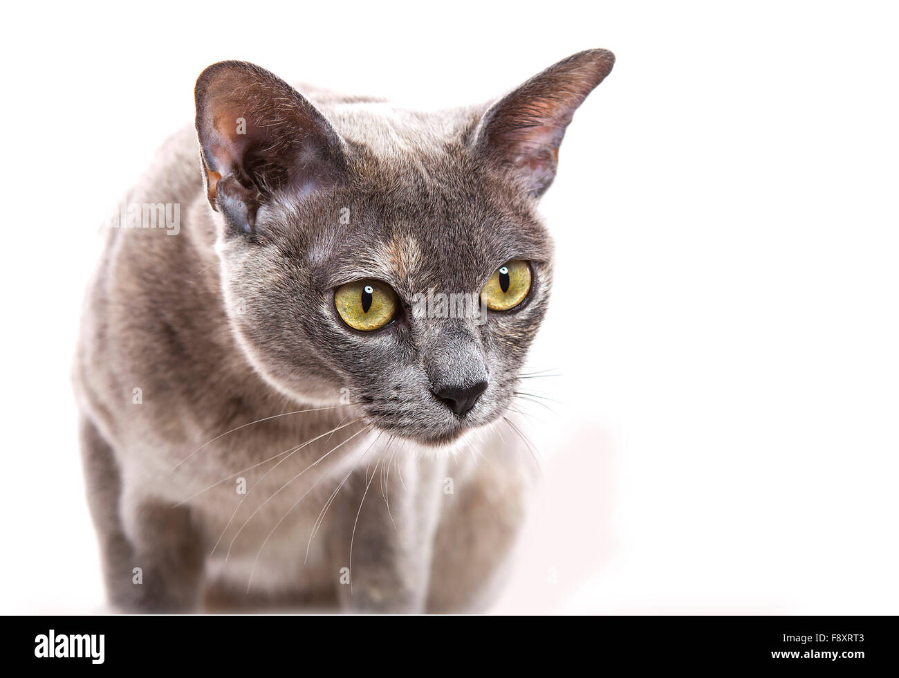 Junge burmesische Katze Stockfoto