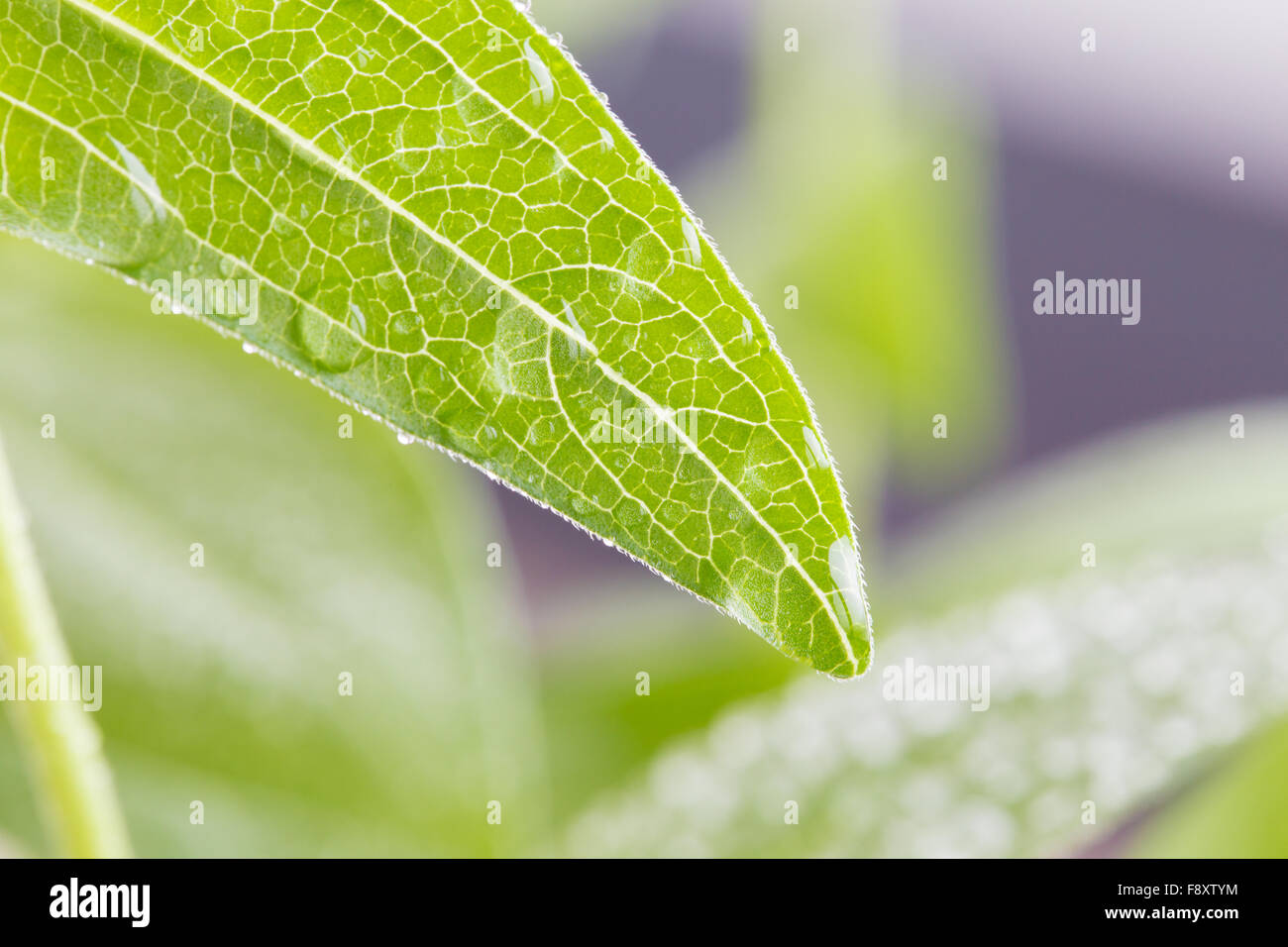 Grünes Blatt mit Wassertropfen Closeup Stockfoto
