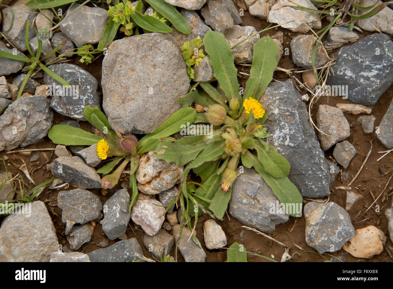 Eine niedrig wachsende zusammengesetzte, Hedypnois Rhagadioloides, Crete Unkraut, Kreta, Griechenland, Stockfoto