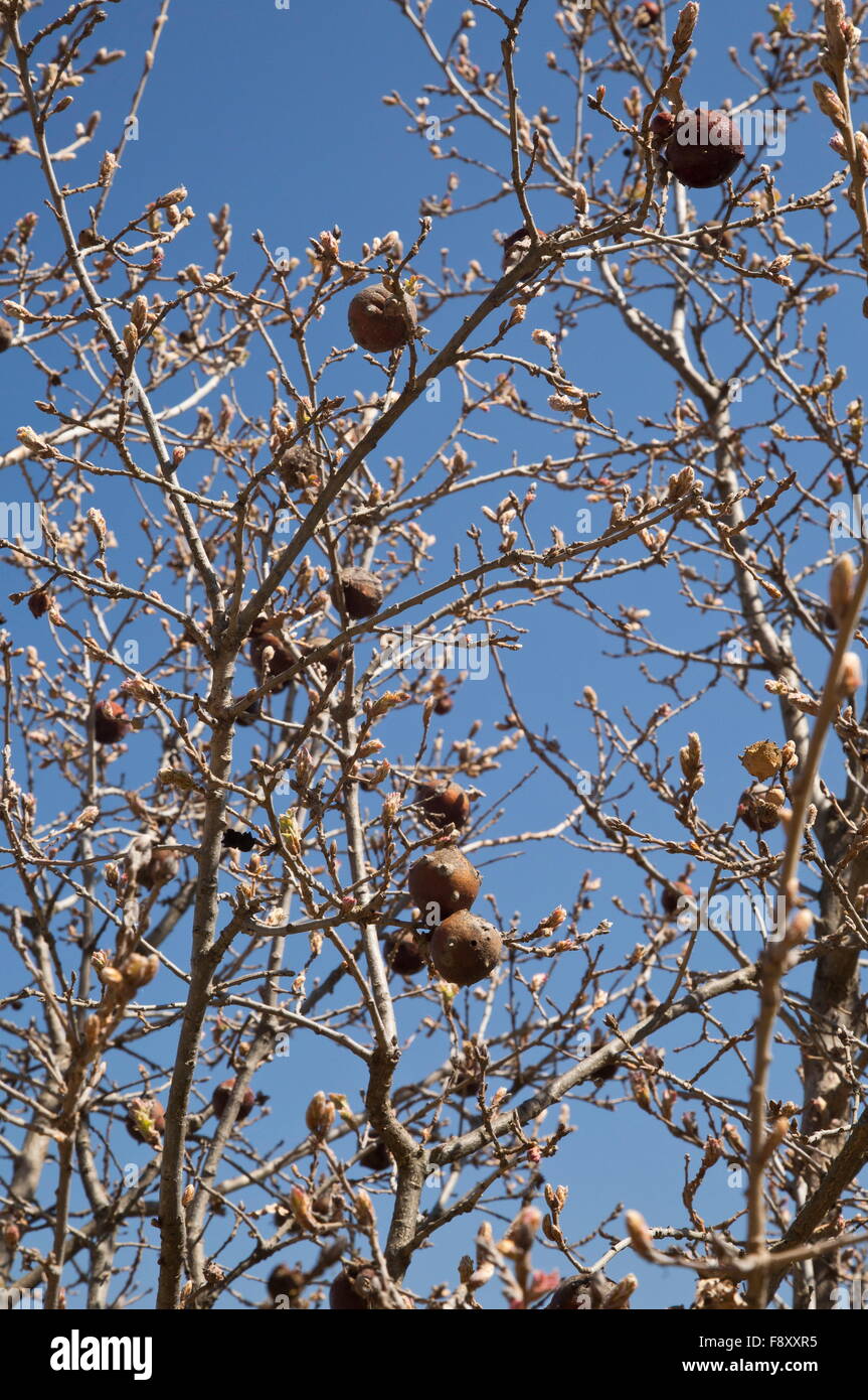 Gall Eiche, Aleppo-Eiche, Quercus Infectoria, im zeitigen Frühjahr, Lesbos, Griechenland Stockfoto